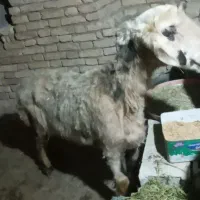 بره شیشک کشتی چاق و جوان و‌درجه یک سالم