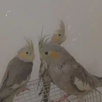 *سه عدد عروس هلندی زیبا*