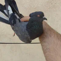 کبوتر