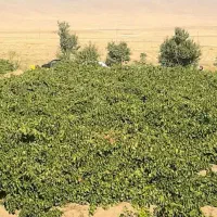 باغ انگوری شیرین آباد