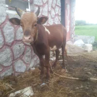 ورزا کوله چالوسی اصیل              گاو لیشه