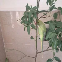 طوطی اسکندر