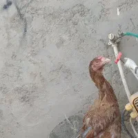 مرغ لاری