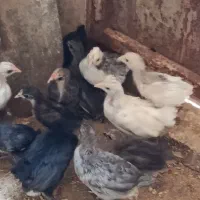 جوجه‌گلین