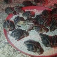 جوجه بلدرچین ۱روزه تا ۲۵ روزه