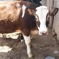 گوساله ماده اصل سیمنتال