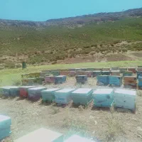 زنبور کارنیکا اصلی