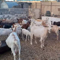 سی وپنج راس بز شیری سانس ومورسیا