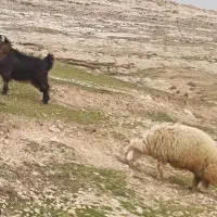 بز و بزغاله . بره نر