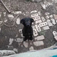 سگ گلله توله ماده