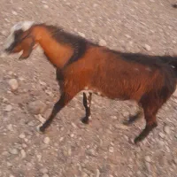 بز ماده