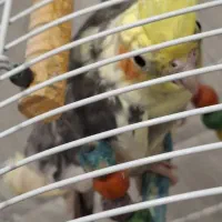 فروش عروس هلندی مولد