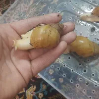حلزون اچاتینا جیدوالبینو معاوضه با پرنده و ماهی
