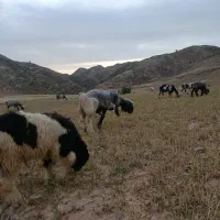 فروش گله میش