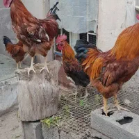 خروس چاق محلی