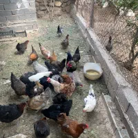 فروش مرغ محلی تخم گذار