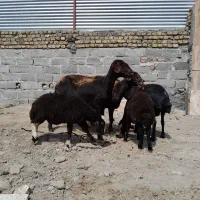 میش بره دار ۳راس