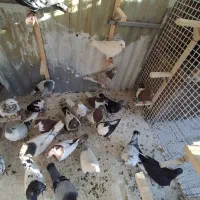 کفتر فروشی