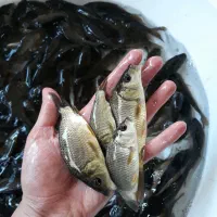 بچه ماهی کپورنژاددار