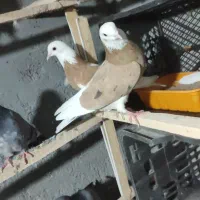 کبوتر