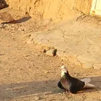 پرش سنگین
