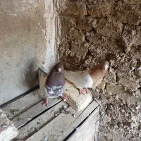 کبوتر