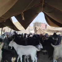گوسفند نصفی دو ساله نگهداری میکنیم اونم فقط بز.