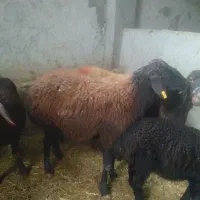 میش چاق برای قصابی