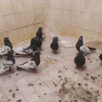 کبوتر سینه سیاه