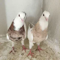 کبوتر طوقی