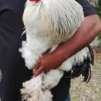 خروس برهما اصل