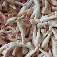 پای مرغ زرد