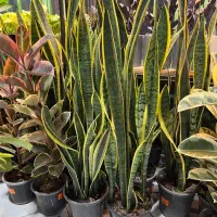 گیاه اپارتمانی،تراریوم،درختچه جاودان،هیدروپنیک