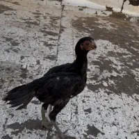 جوجه لاری هندی اورجینال