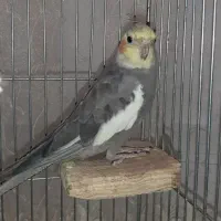 عروس هلندی نر سخنگو