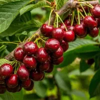 البالو تک دانه مجاز درشت و خوشمزه