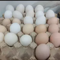 تخم مرغ محلی