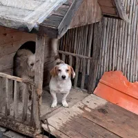 سگ پاکوتا
