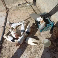 کبوتر‌و‌مرغ‌عشق‌معاوضه‌با‌مرغ‌خروس‌لاری