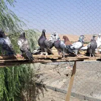 فروش 15عددکبوتر سالم