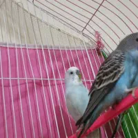 جوجه مرغ عشق