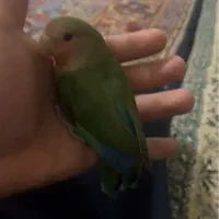 گمشده
