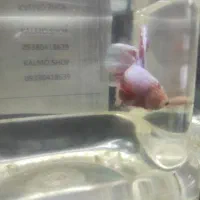 پک هشت عددی ماهی بتا  فا یتر