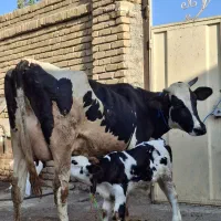 گاو شیری با گوساله سیمینتال نر