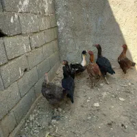 مرغ لاری اوشامو