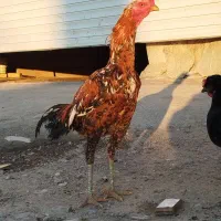 خروس لاری اصیل