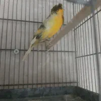 سه تا قناری نر تظمینی برای جوجه