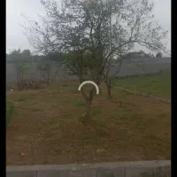 چاف چمخاله ۱۵۷ متر قابل ساخت