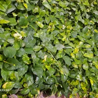فروش گلهای آپارتمانی