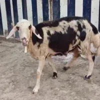 بره ماده